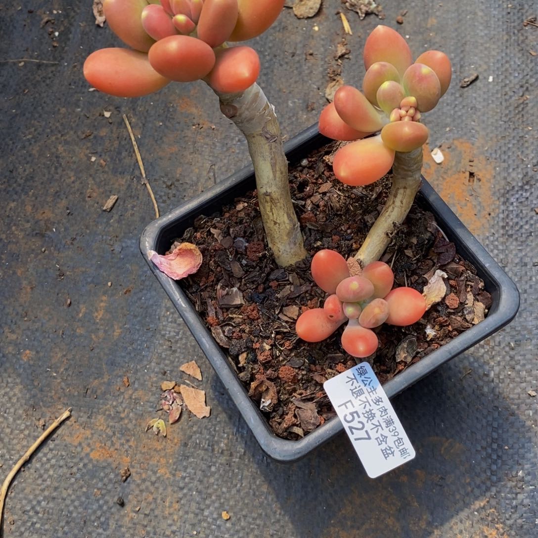 金蟾527/10cm的肉