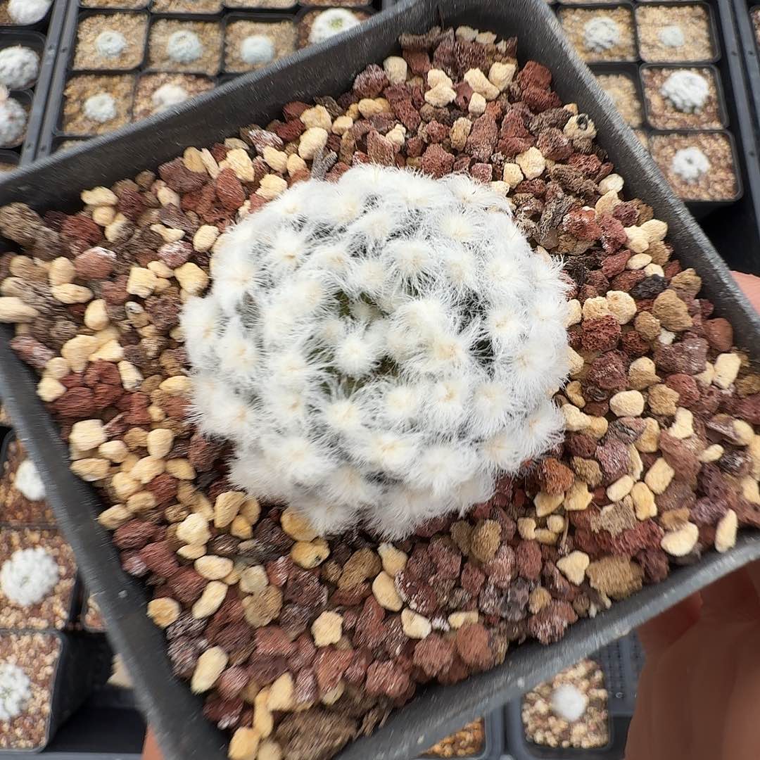 安***芩降落伞白星脱土发货