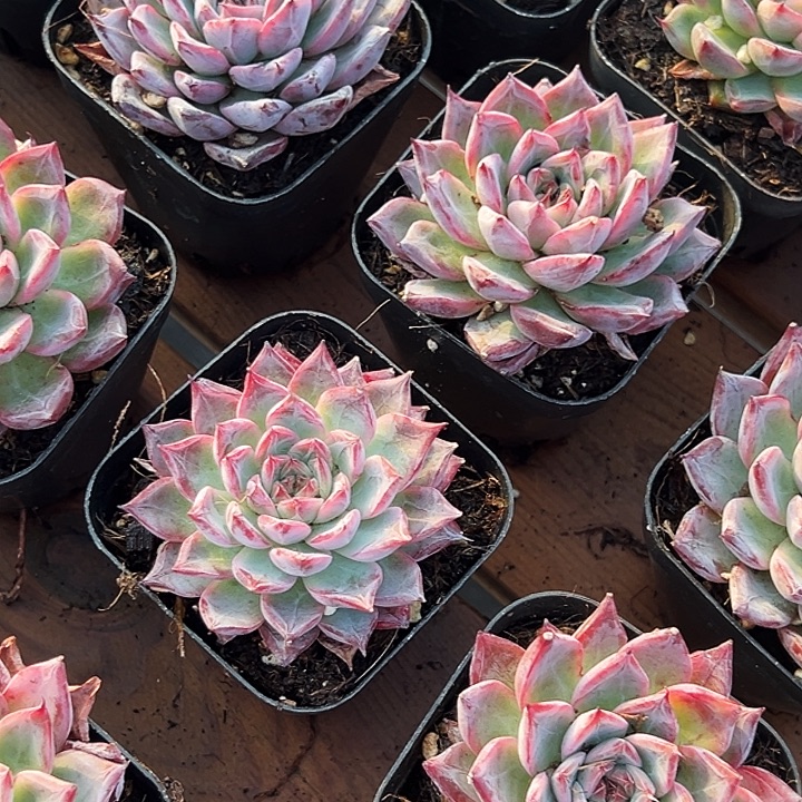 黑魔仙        福利多多