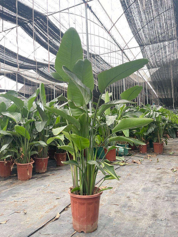 1.2-1.5基地种植盆天堂鸟室内绿植摆放可水培