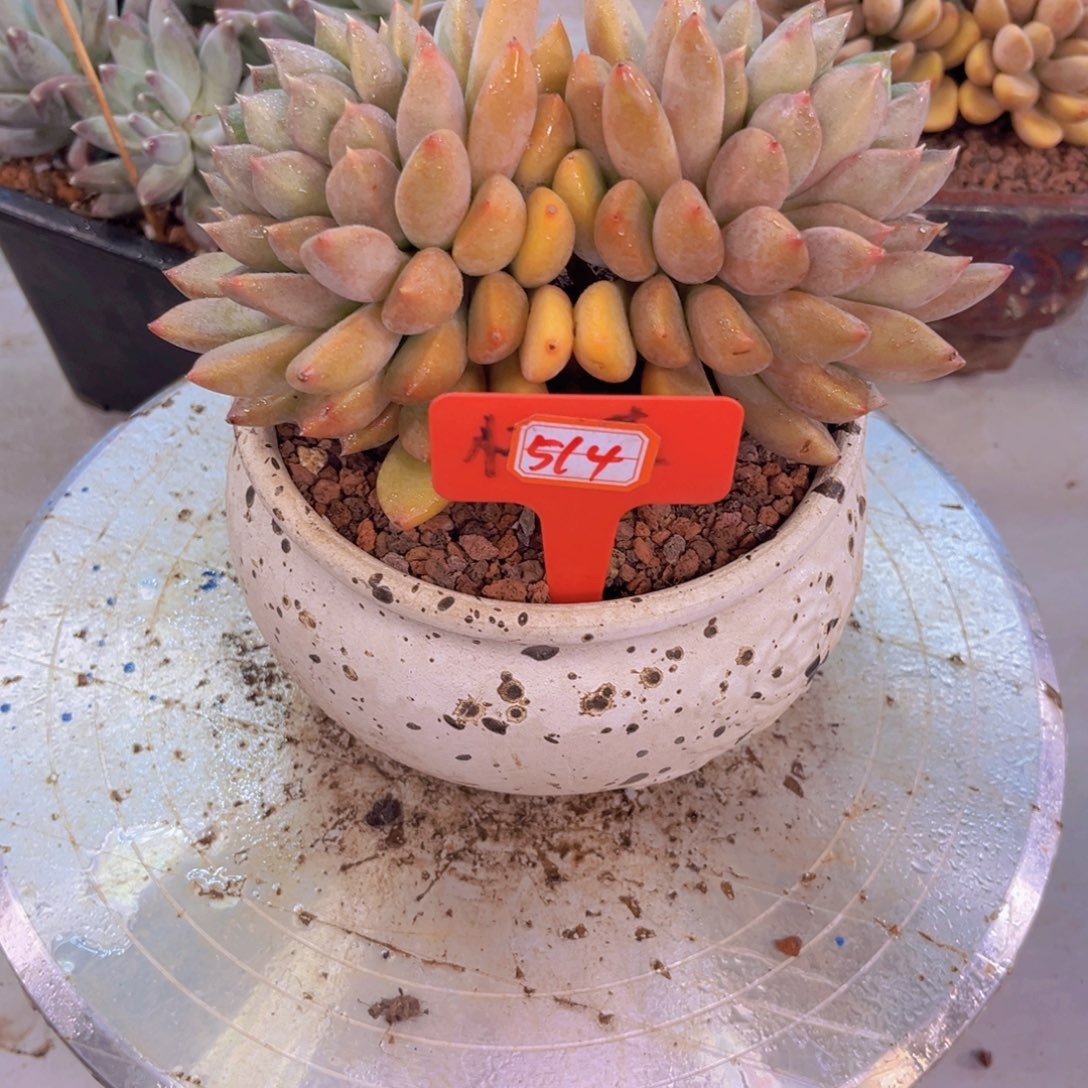 云*晚象牙514多肉植物