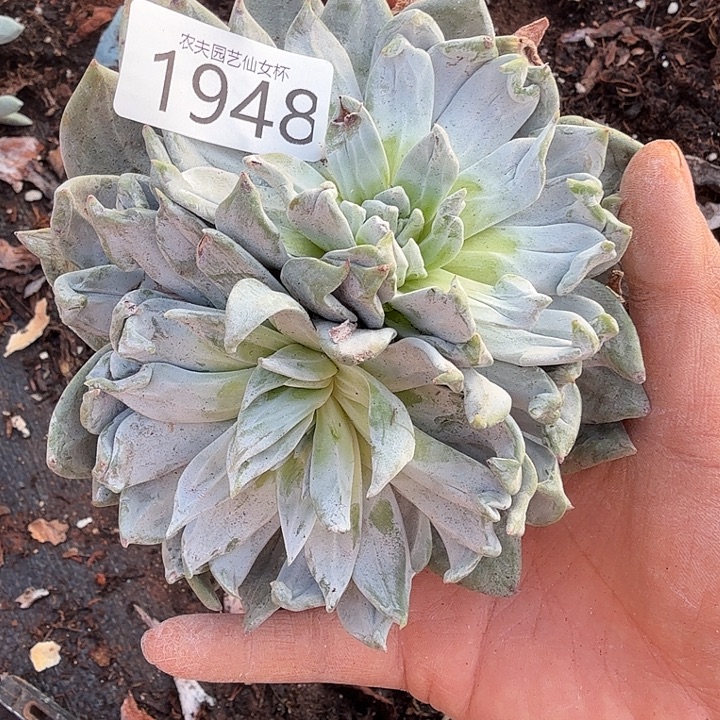 3代杂交新品仙女杯多肉瑕疵
