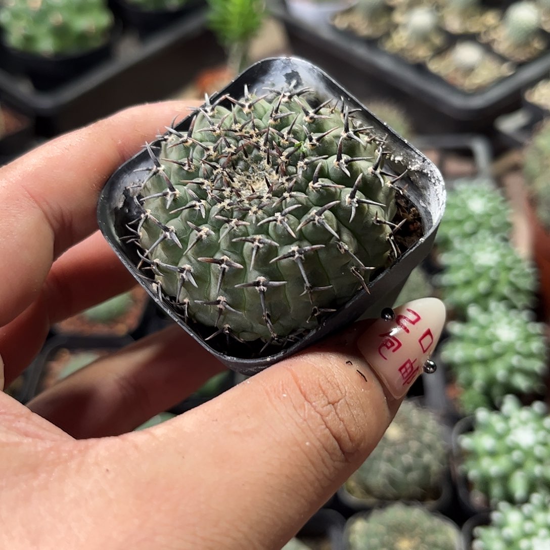 黑刺风头单头发货有根