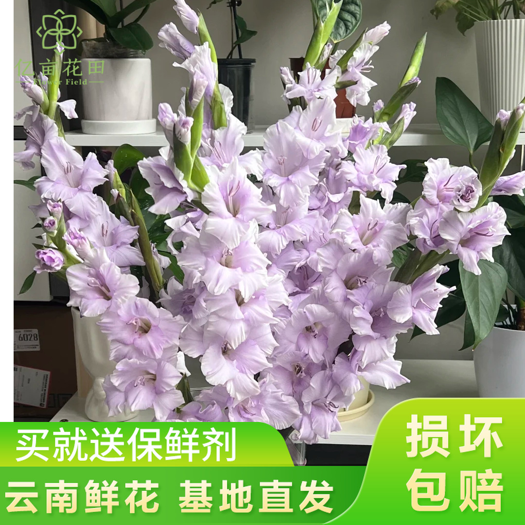 【香芋紫剑兰10支】中秋好礼云南鲜花 任意两件升级顺丰送货上
