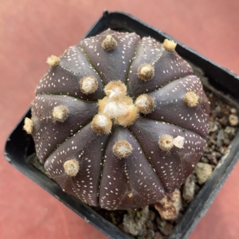 实生紫皮兜4仙人球
