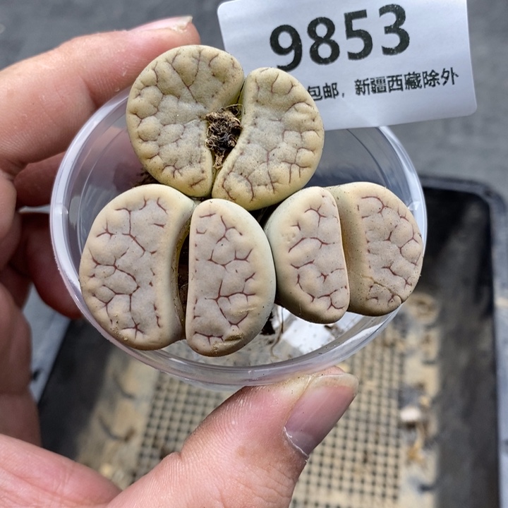 9853。           