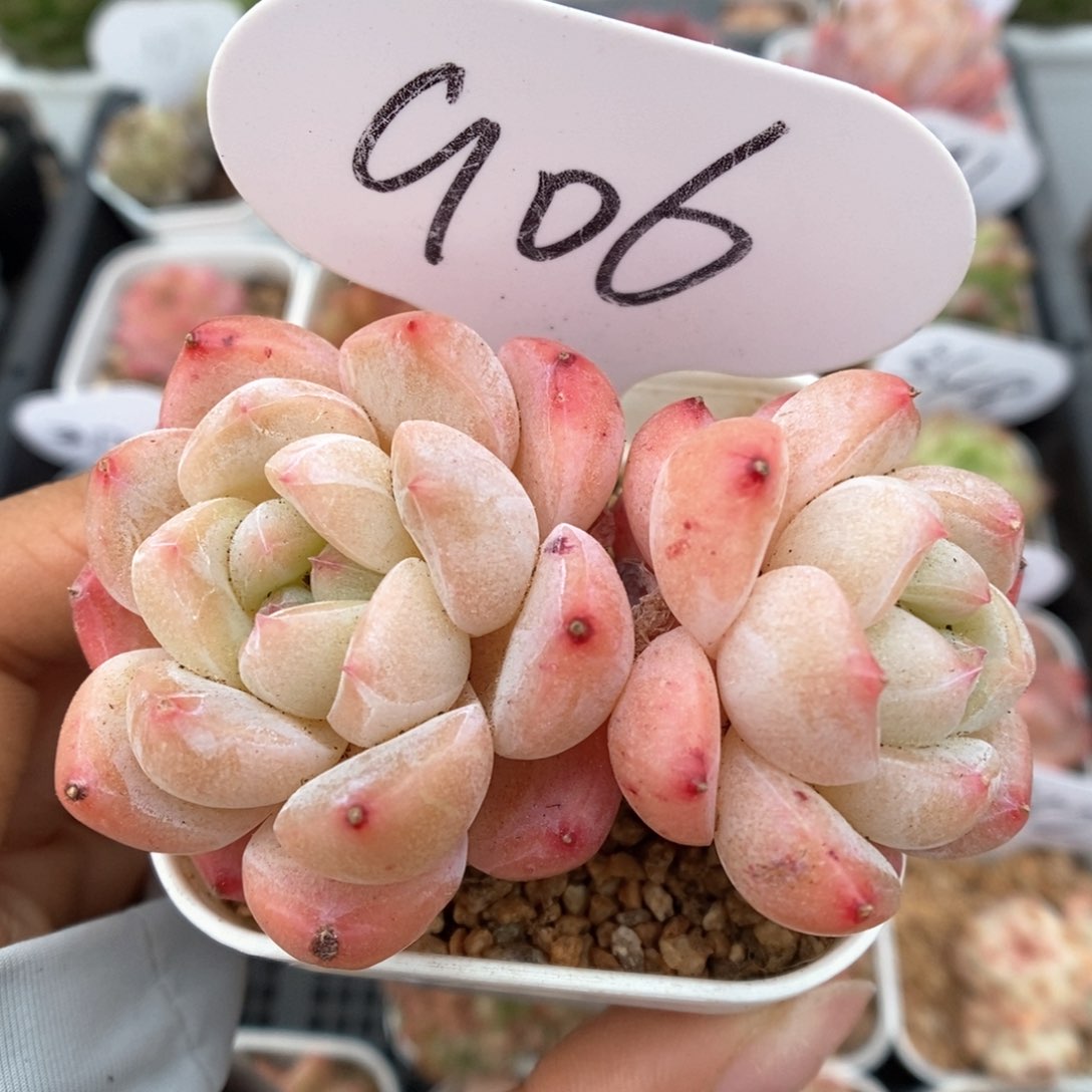 刚毅可拍906号。         