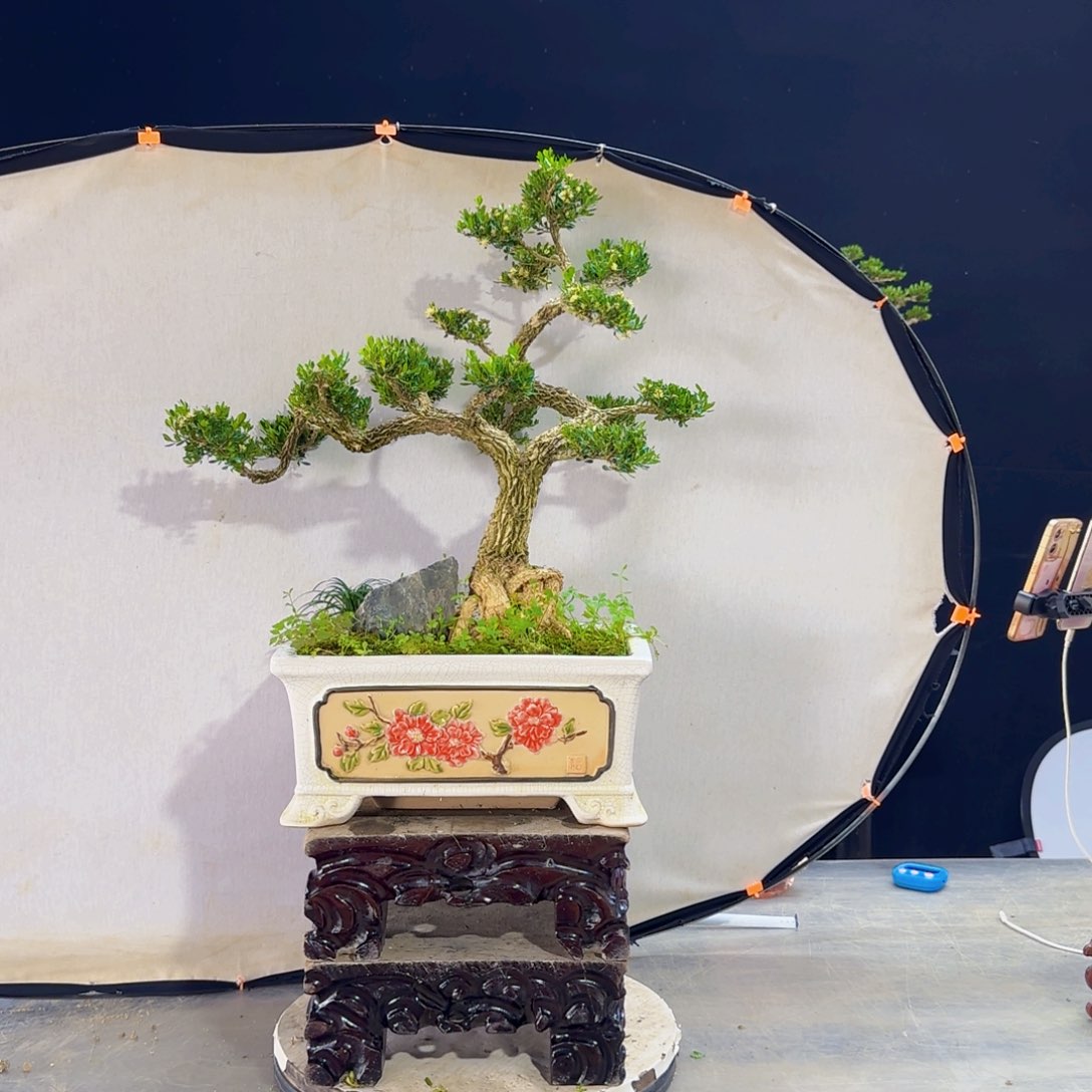 高端盆景艺术作品