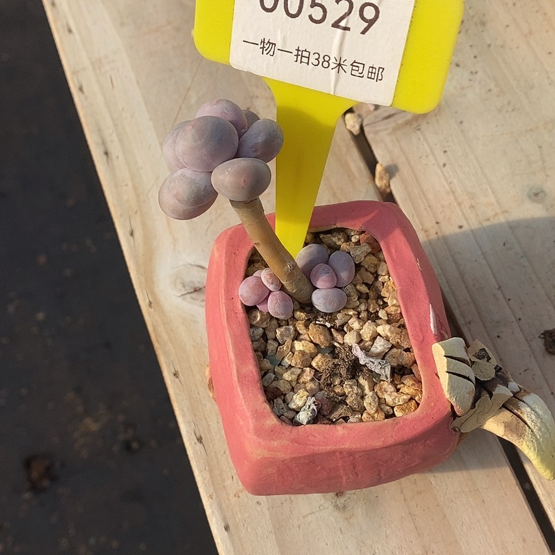 肸***筱529小丽和户籍咯哦哦哦哦哦