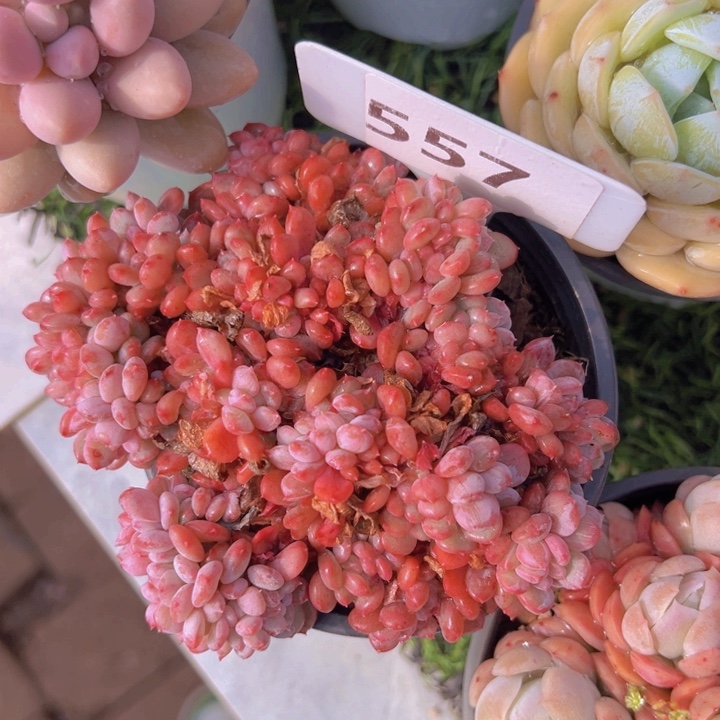 ，健健康康平平安安