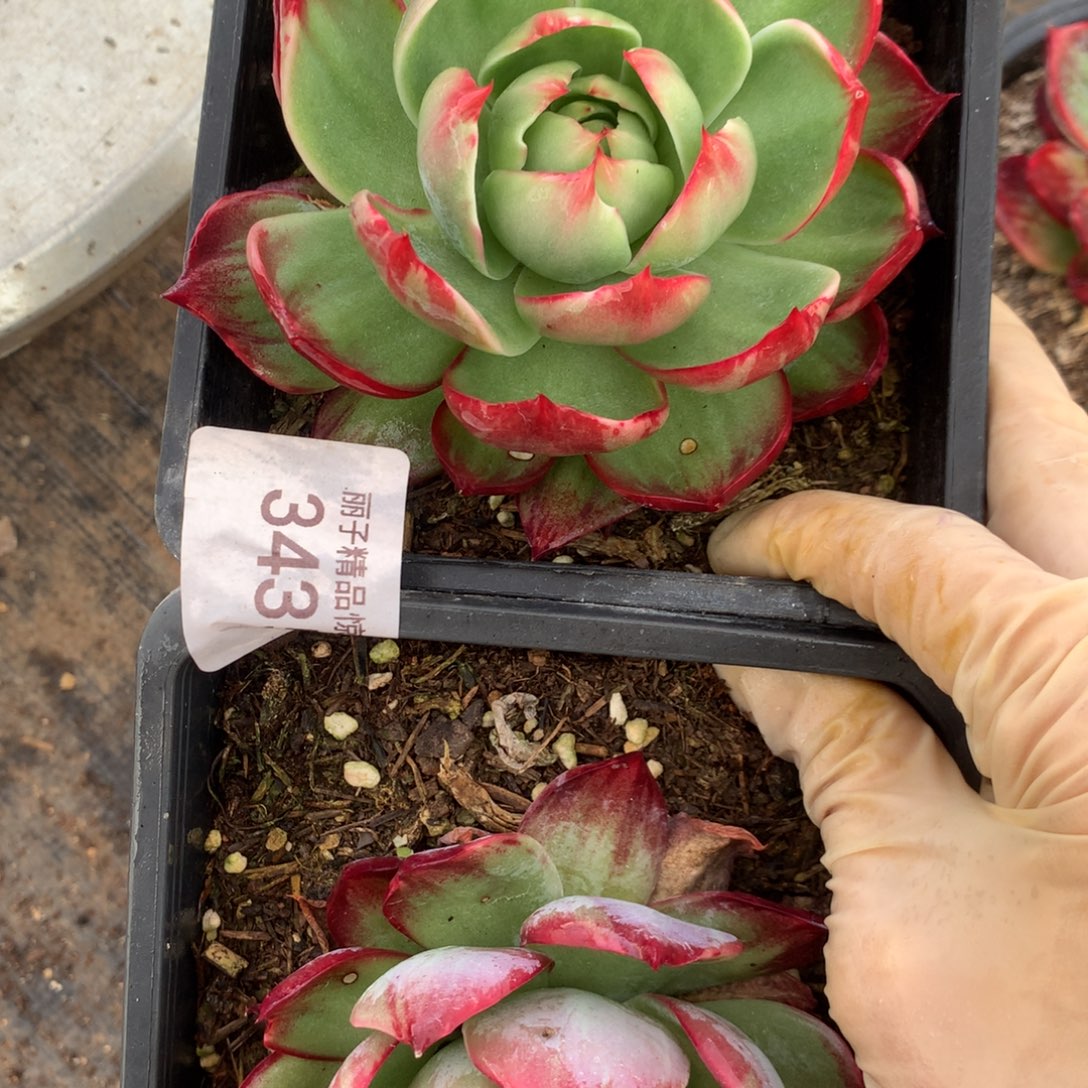 3435一物一拍不售后2颗