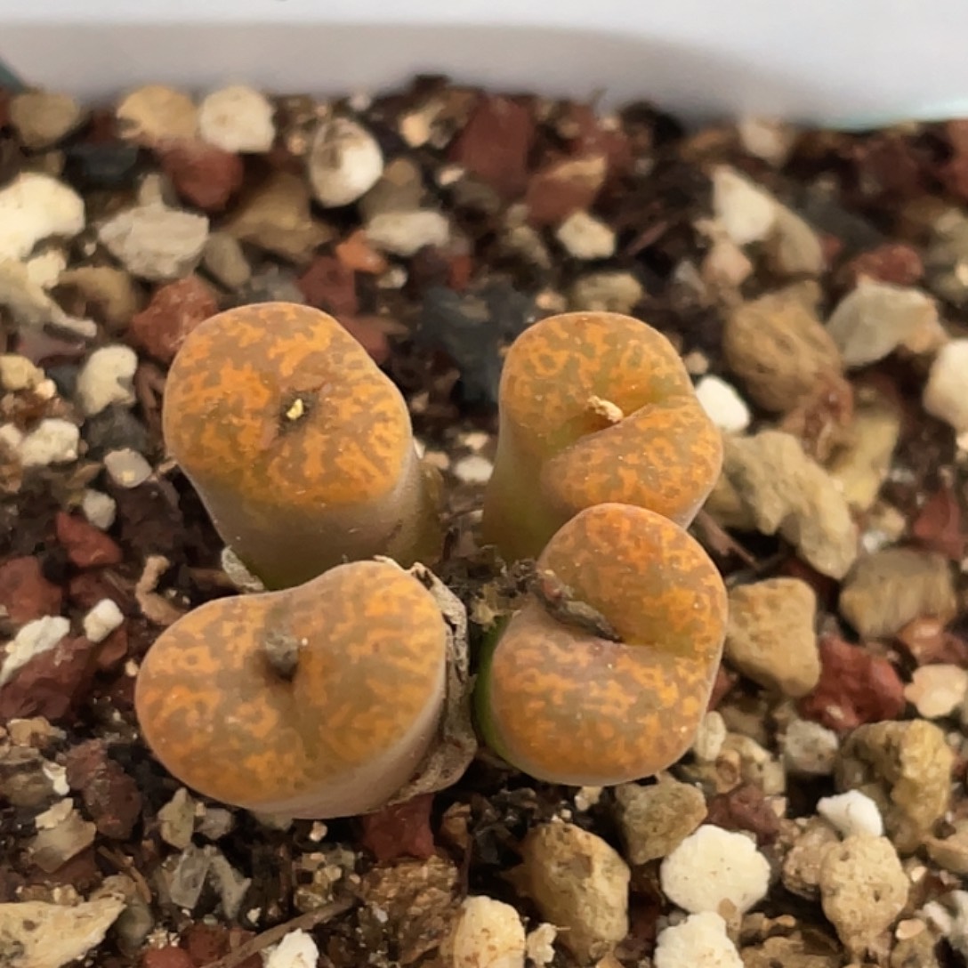 9-123朱雀勋章肉锥