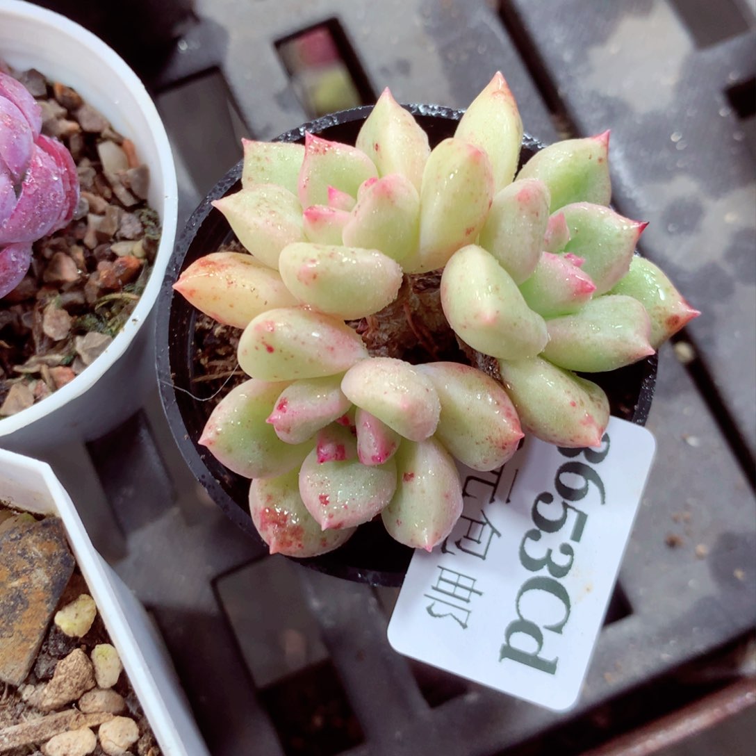 5厘米盆精控多肉3653