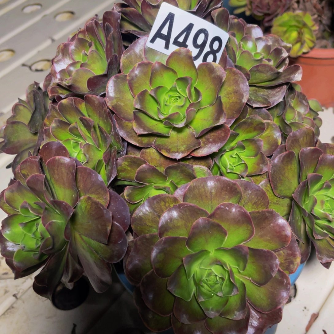 魅金法师7////———3包邮