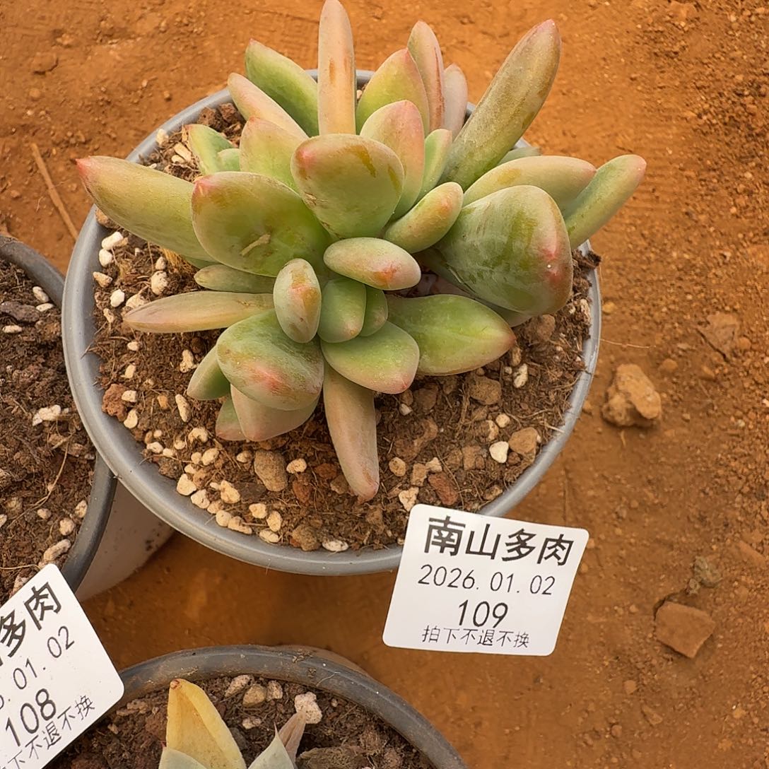 打***死无名11110202-109