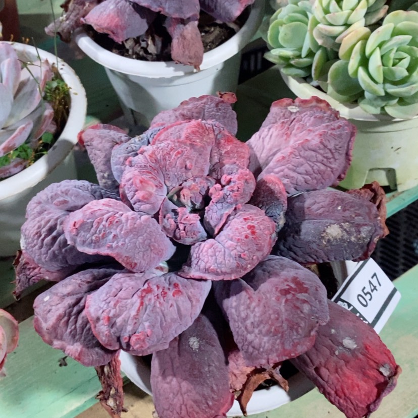 【闪购商品】蓝爵0547