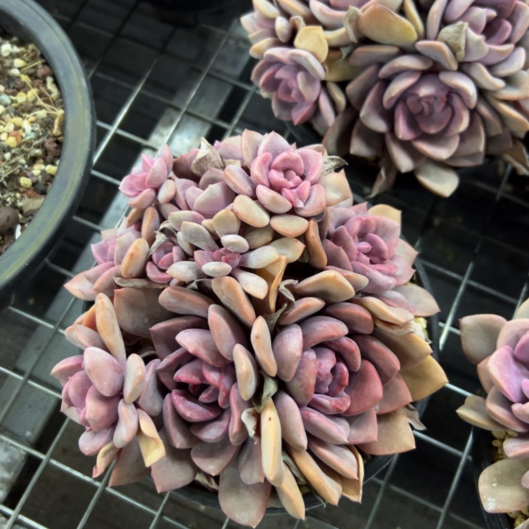 戴比18 零零多肉植物