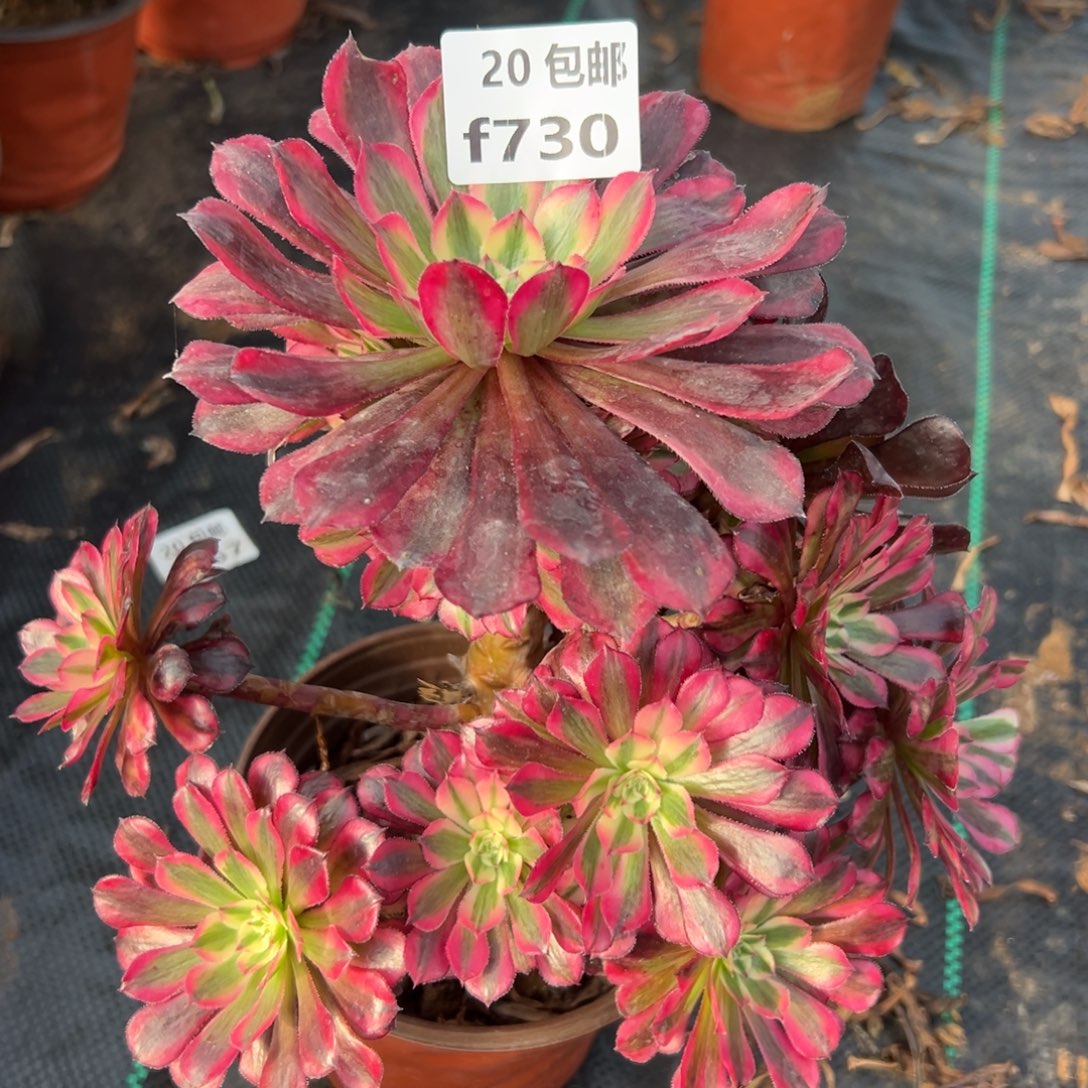 730红铜白，满20包邮嘟叮熊