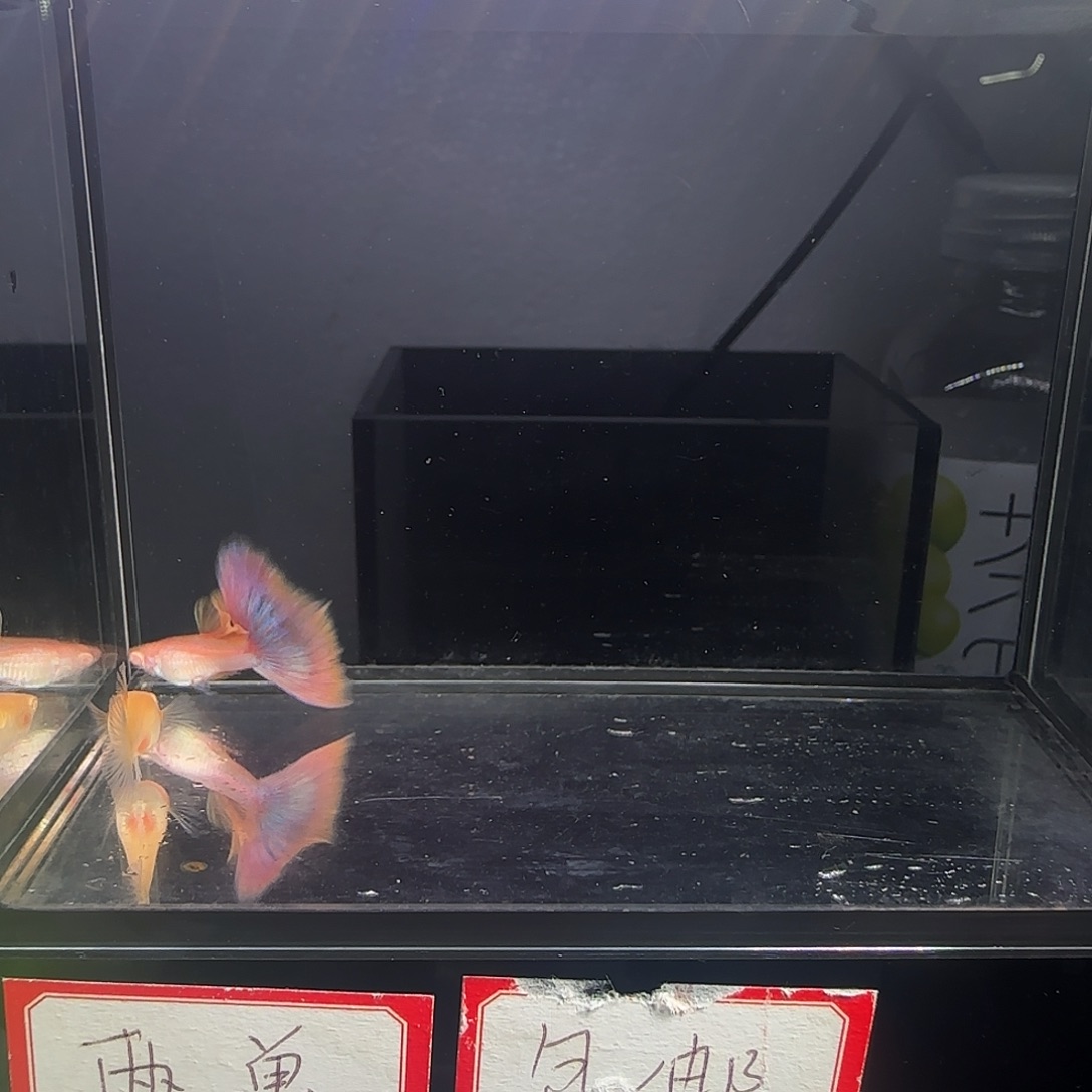 孔雀鱼金粉一对！！