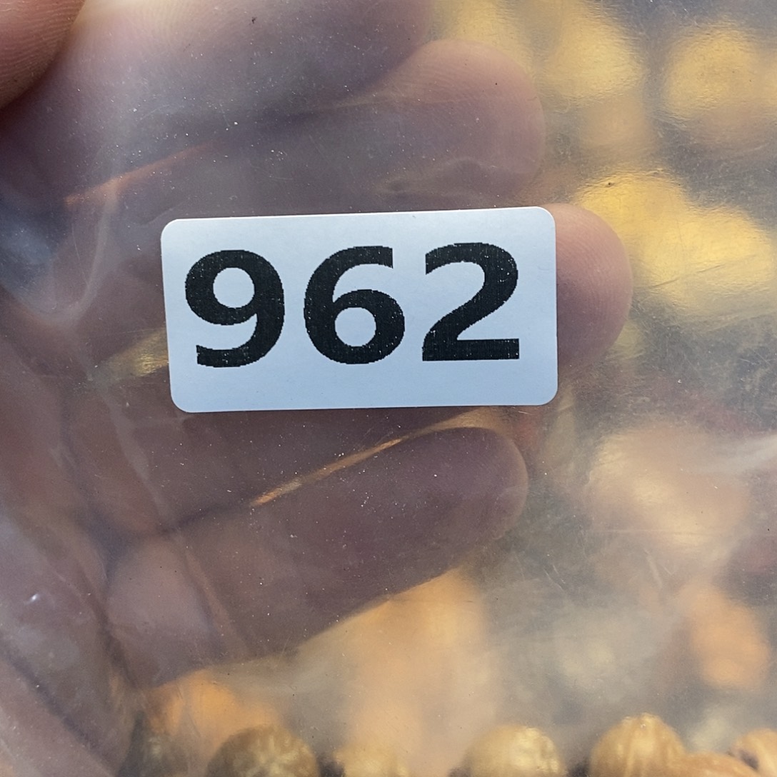 吊坠橄榄核孤**涯