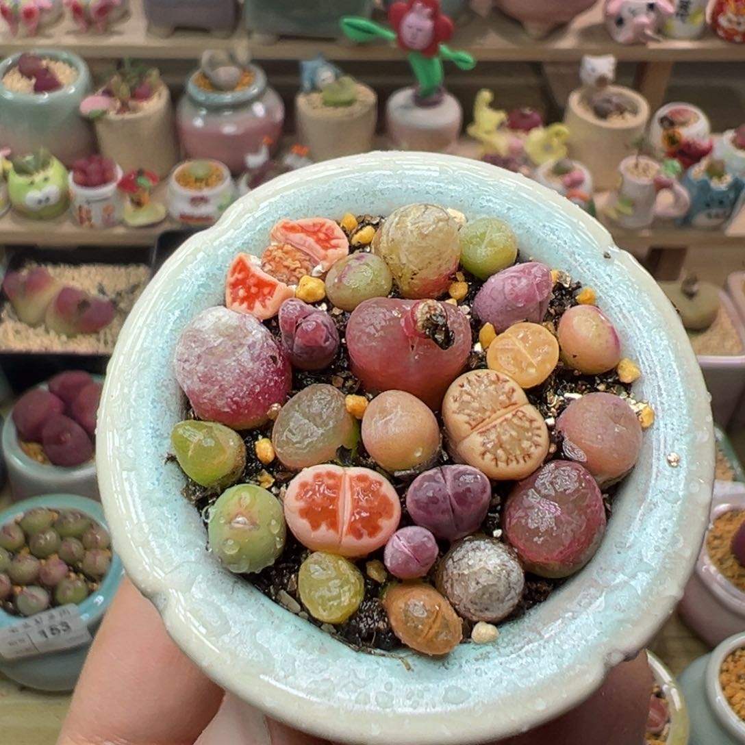 多肉植物160号彩色拼盘