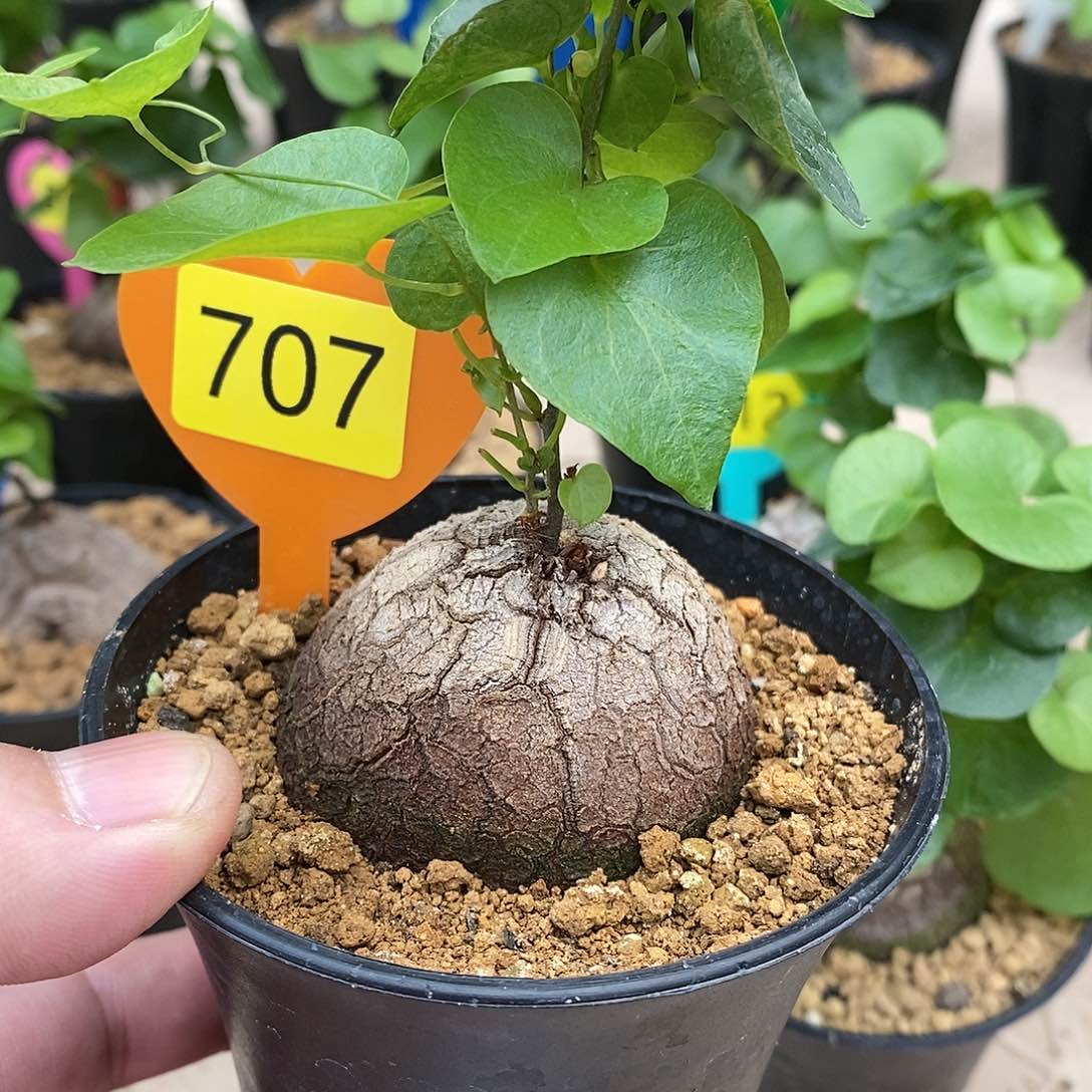 南非龟甲龙龟甲龙