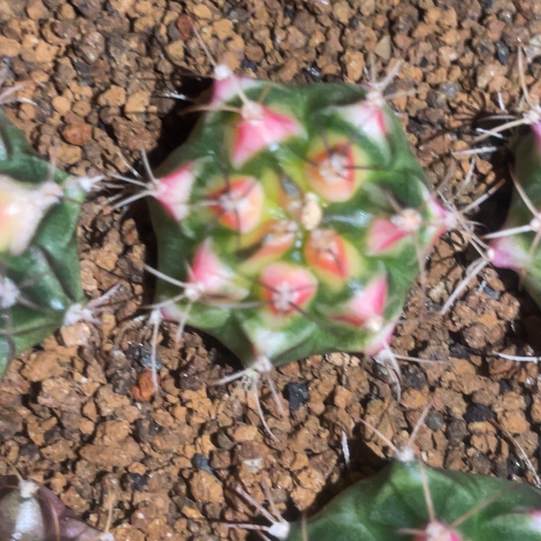 好***气当前无花朵，栽培后可花朵花田