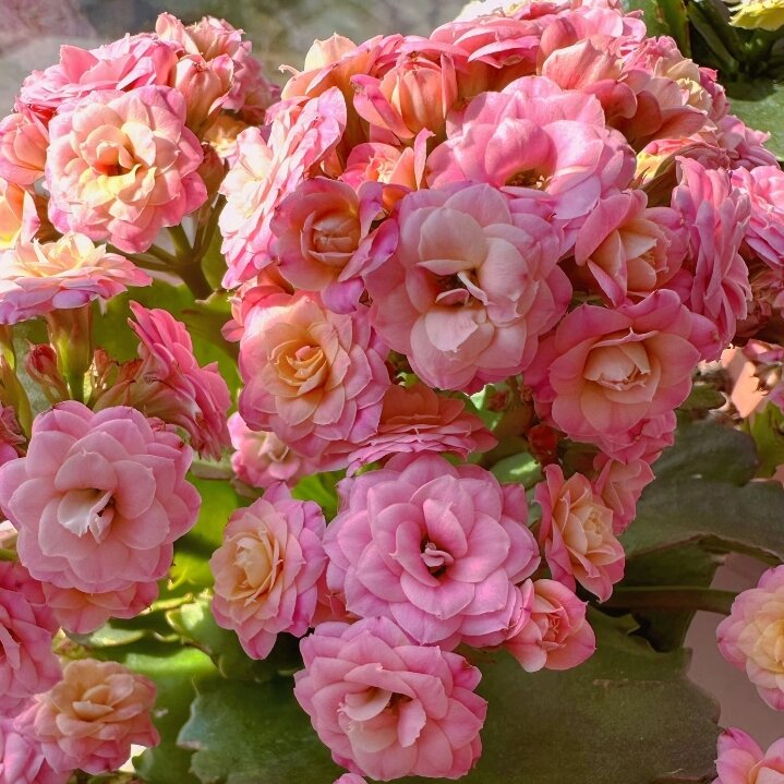 【劳瑞拉】福利重瓣长寿花110盆