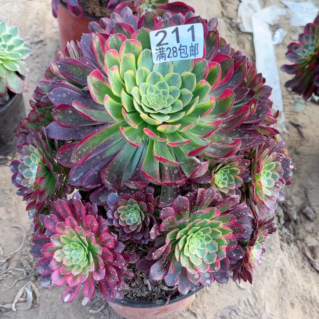 211朝霞多肉11111111