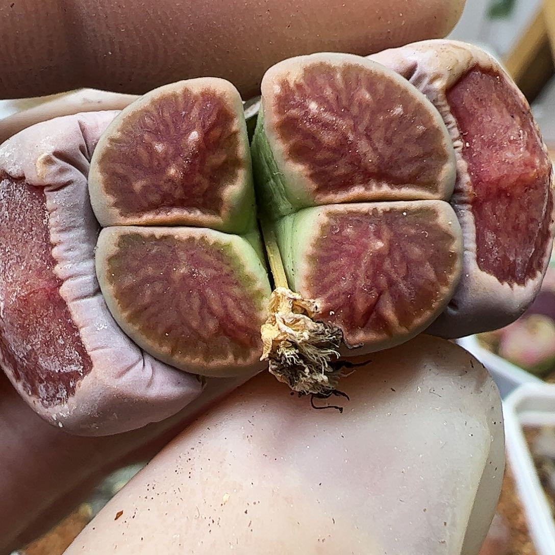 红窗菊一颗包邮…………………………