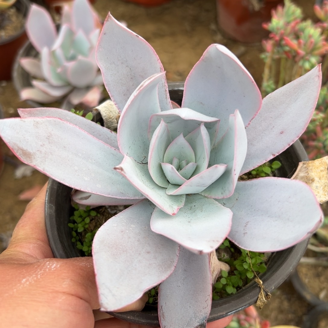 多肉植物多肉植物