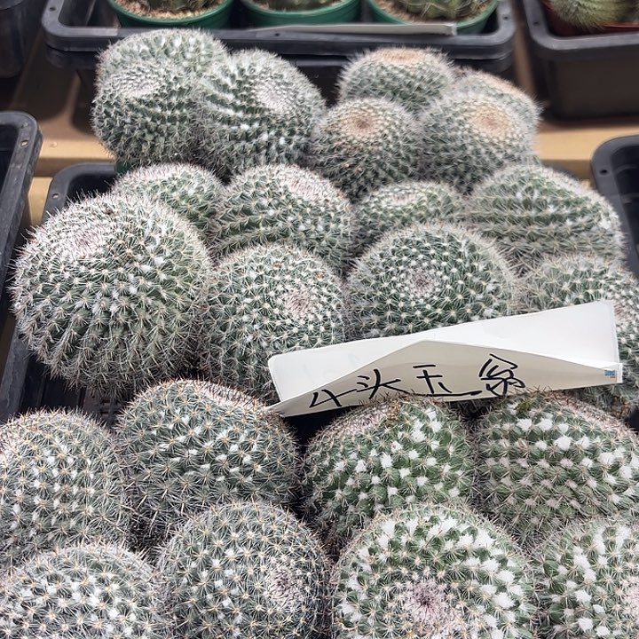 玉翁四头发货 脱土安排