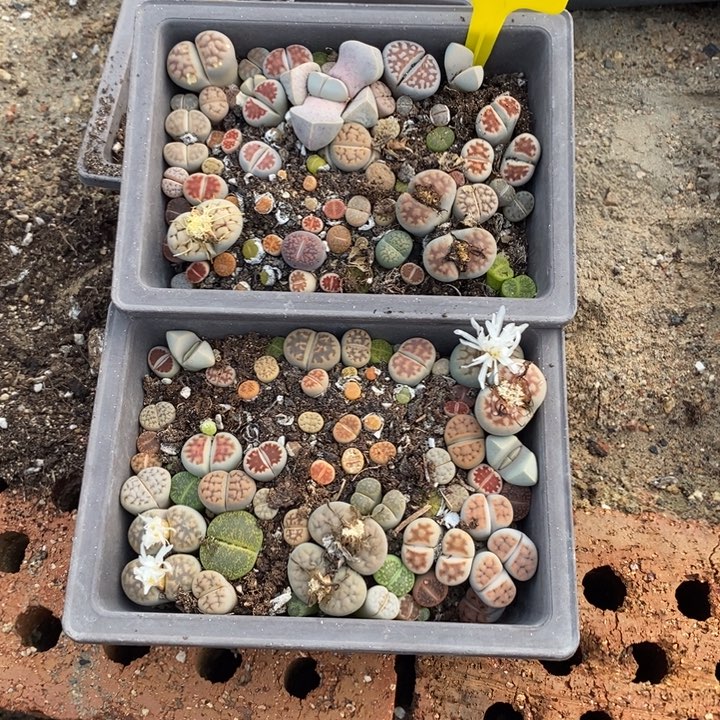 3***2生石花等植物的生长发育148