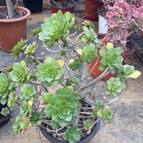 青衣多肉植物029