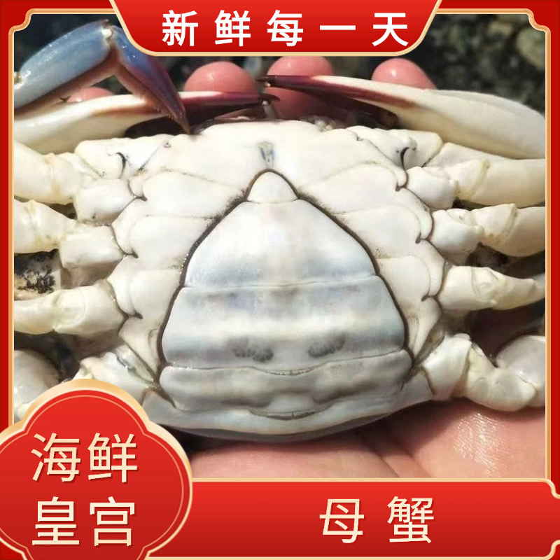 【保鲜不保活】母蟹 每斤2-5只 每只2-5两 个别掉爪 介意慎拍