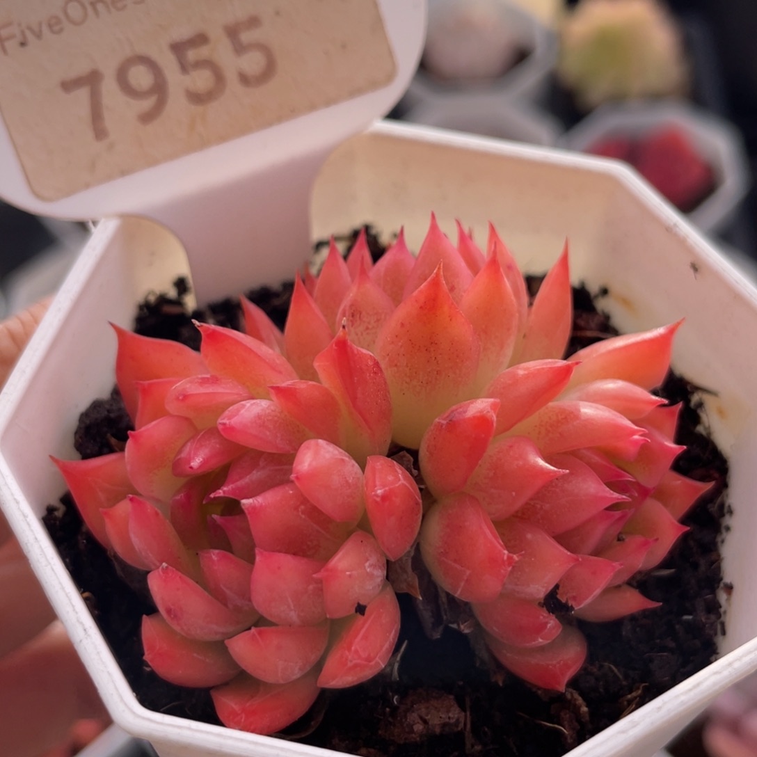 安吉拉7955-5.0厘米