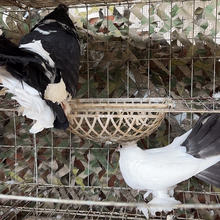 回***刀15天中国大陆花凤尾2只