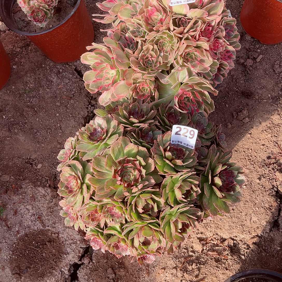 无花朵多肉植物组合230