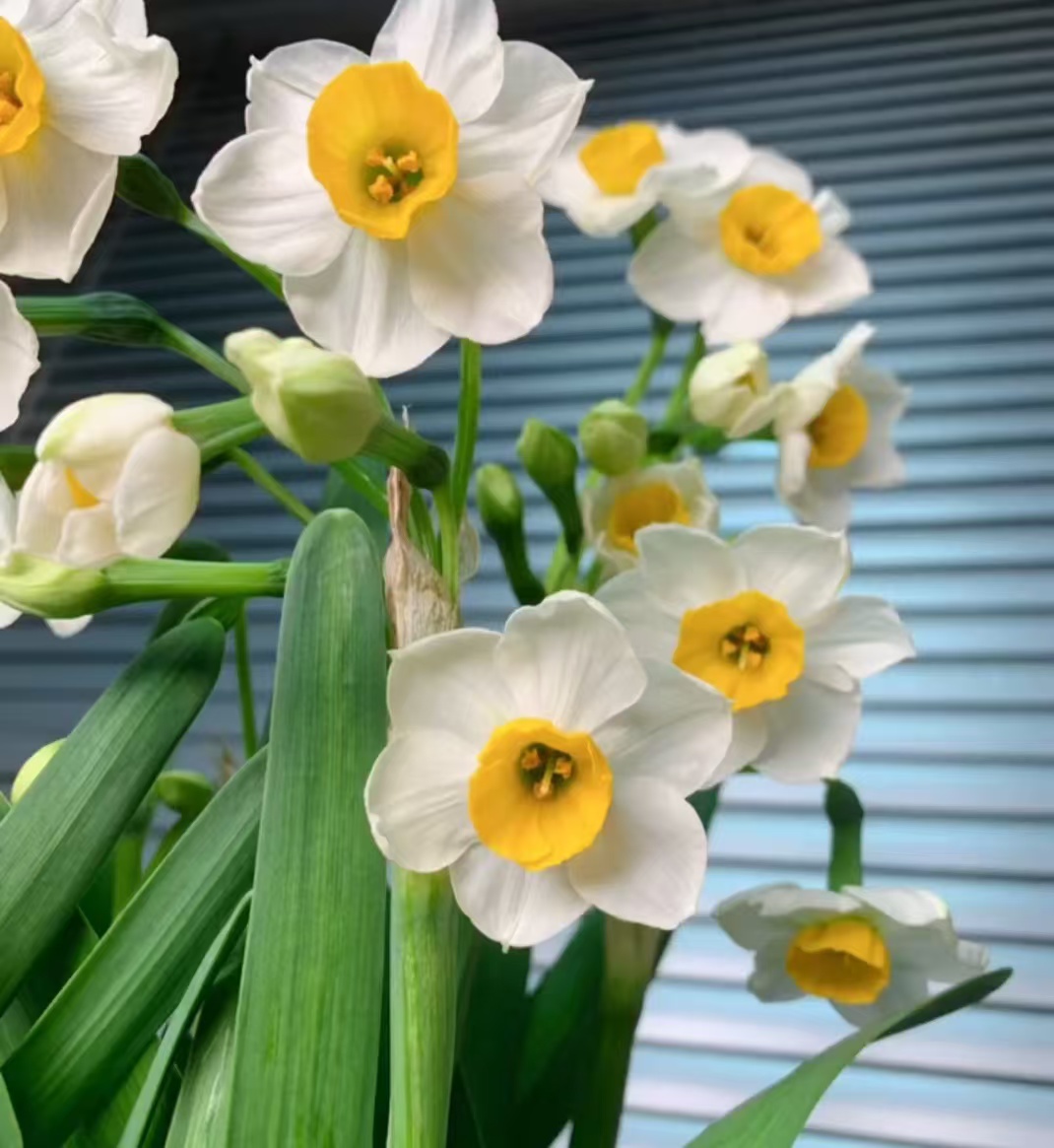 漳州水仙花种球带芽水培植物室内冬季开花绿植