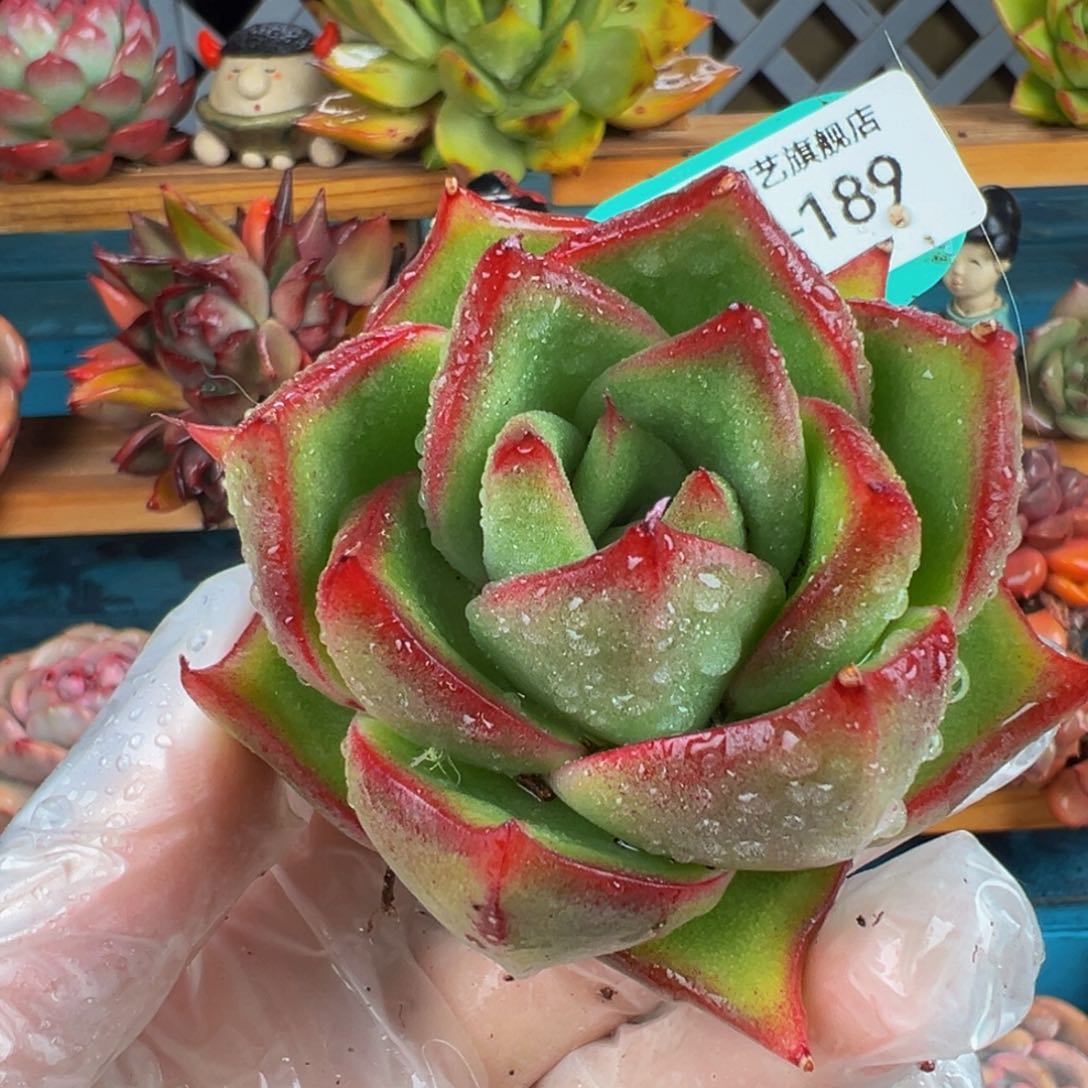 从前慢多肉精选编号0303.189