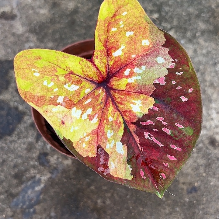 53-0102晚安广东现货