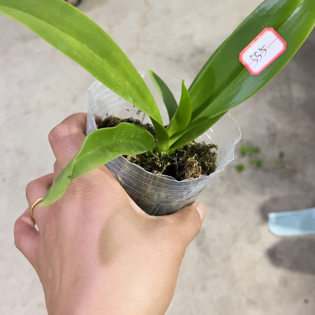 当前无花栽培后可以开花达*555蓝星