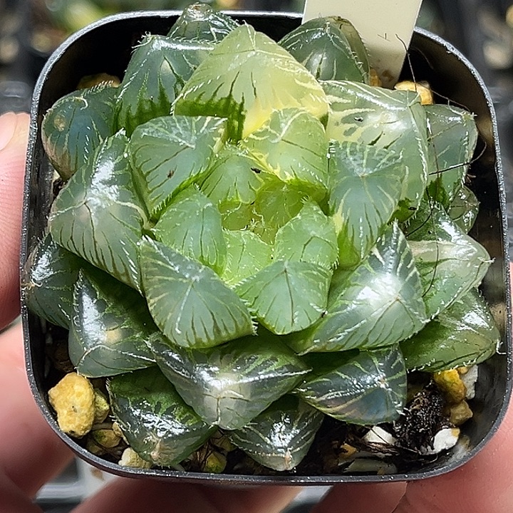 99大窗冰魄玉露锦