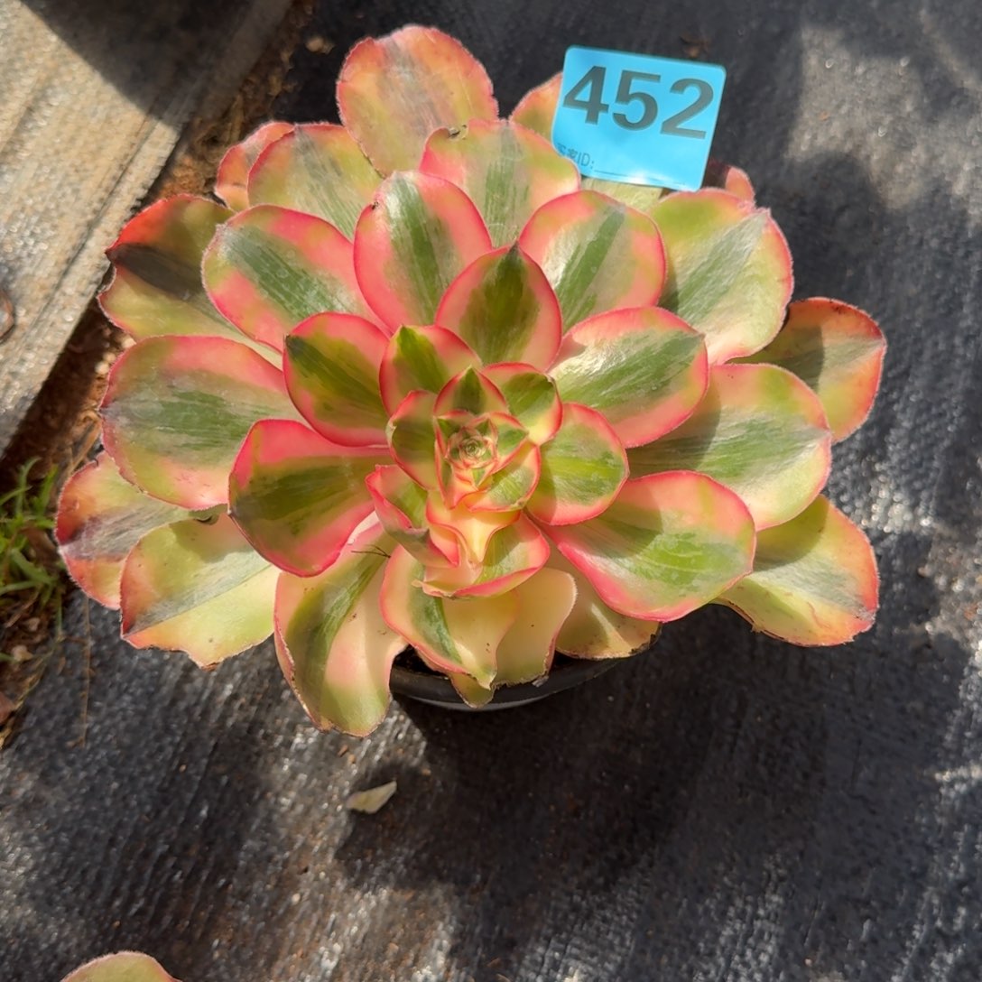 鹊**路452爱丽丝福利发货