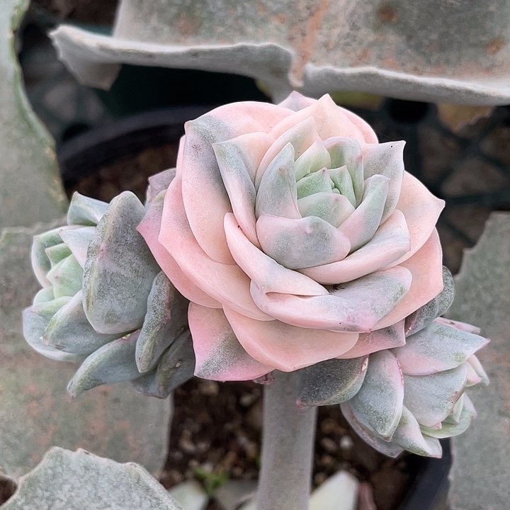 可爱玫瑰彩锦。锦龙一物一拍