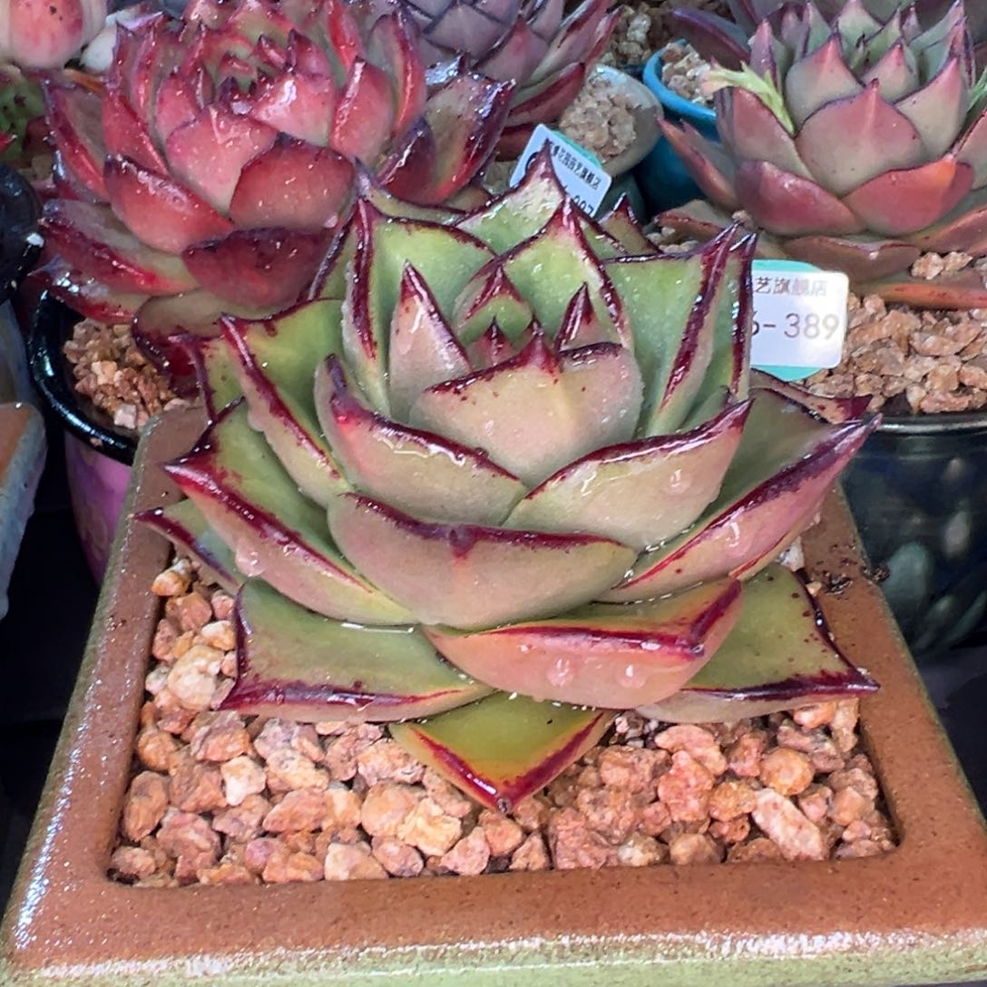 从前慢多肉精选编号0216.389