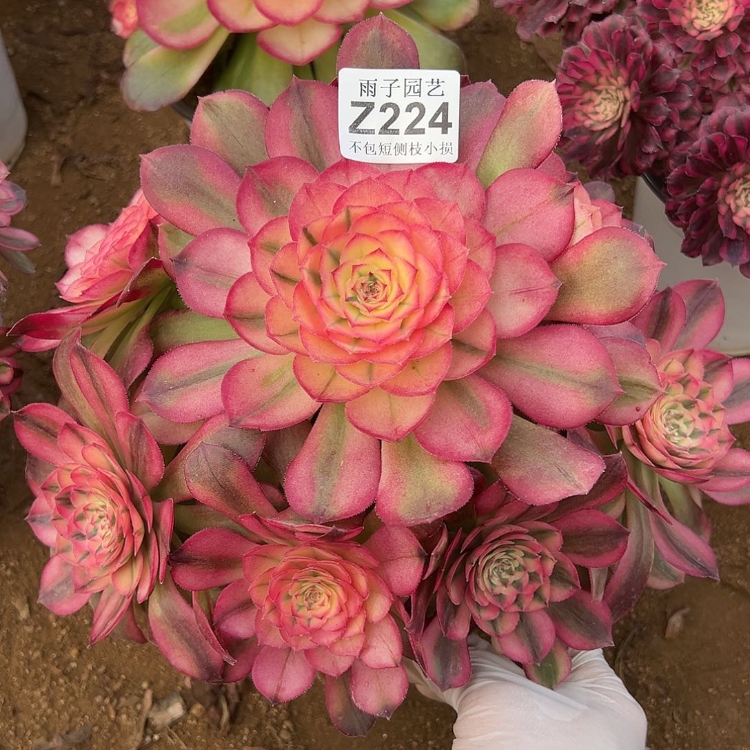 224荔枝尺寸23左右特价追光