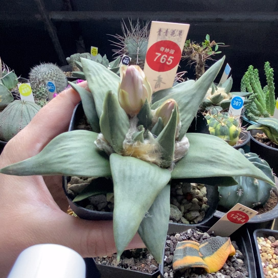 实生龙牙牡丹12cm