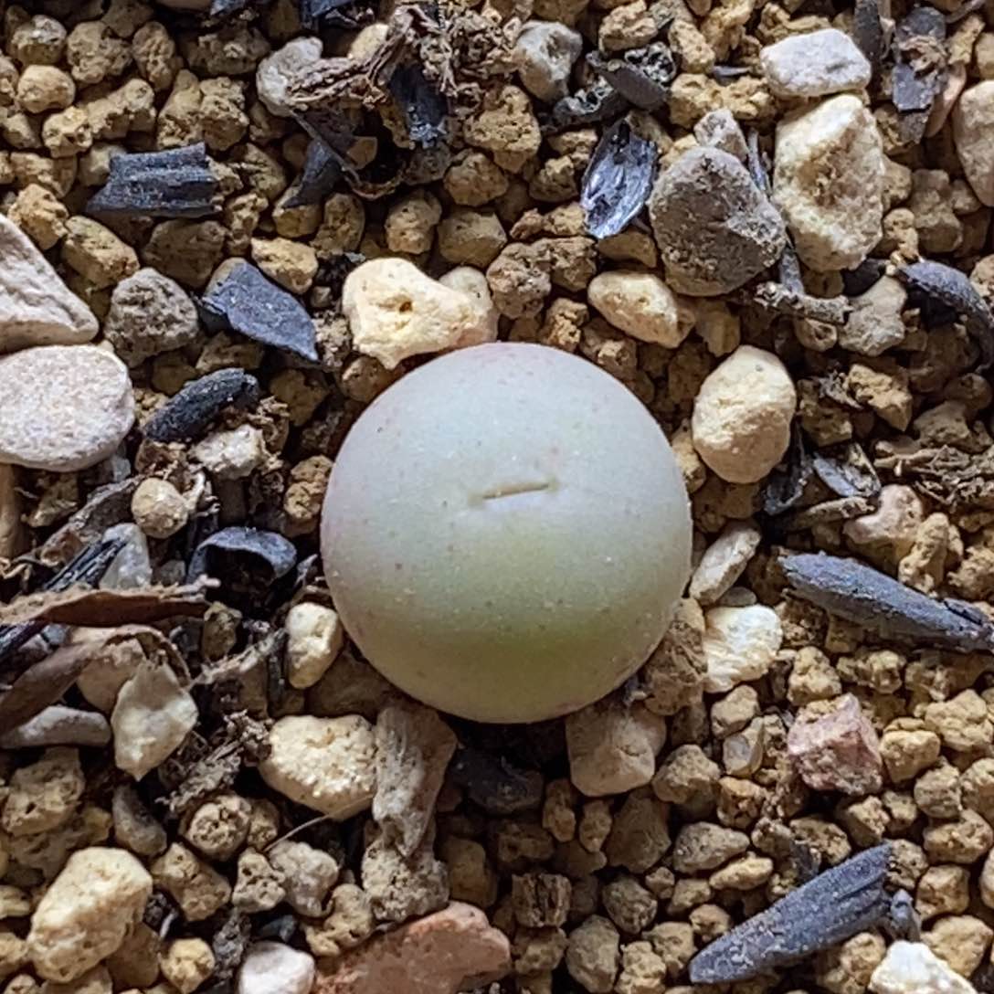 韩版433v嘴嘴好看好看