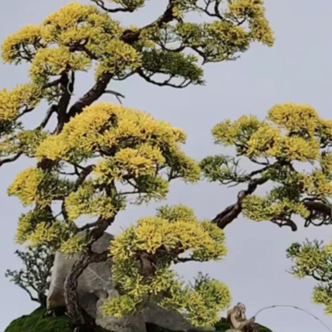 济州真柏黄金真柏直播一物一拍链接